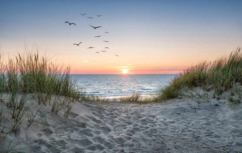 Sunset over the dunes with seagulls in flight
